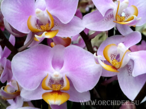 Phalaenopsis PH 074 Maki Watanabe 'Bedford-Wickford' AM/AOS