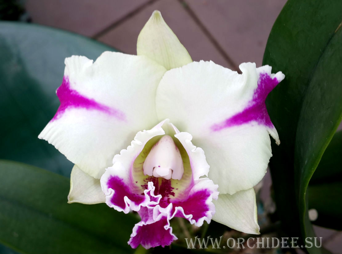 Cattleya hybrid 19