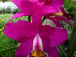 Cattleya hybrid 08