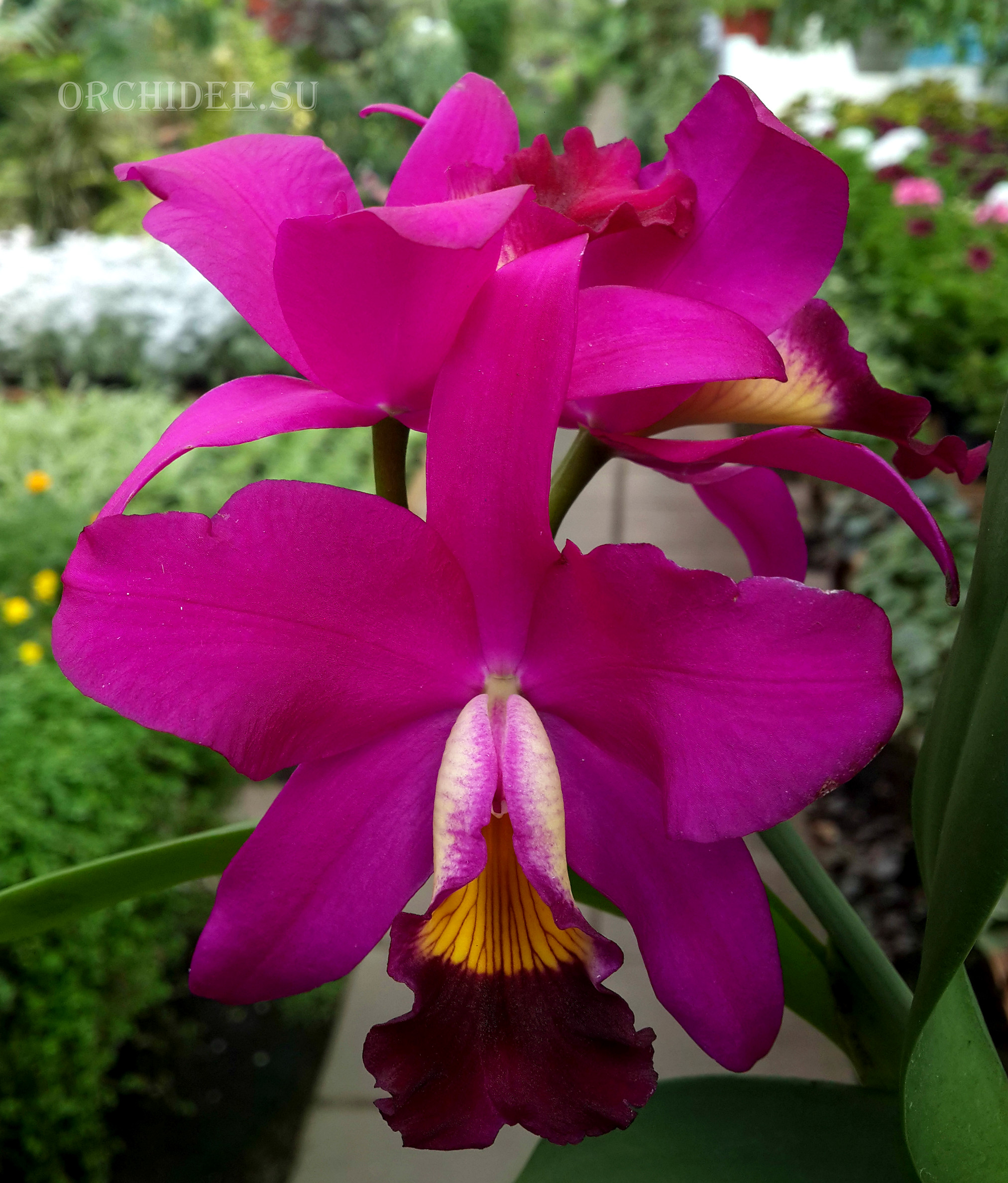 Cattleya hybrid 08