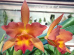 Cattleya hybrid 02