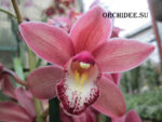 Сymbidium Pearl Flor