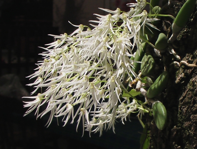 Dendrobium linguiforme