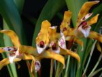 Maxillaria picta