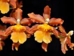Odontocidium Catatante 'Pacific Sunspots' HCC/AOS
