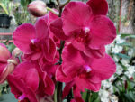 Phalaenopsis PH 024 Anthura Monte Carlo