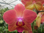 Phalaenopsis PH 035 Royal Orange
