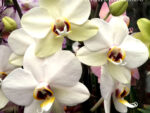 Phalaenopsis PH 066 Valencia