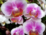 Phalaenopsis PHM 090 Havana
