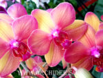 Phalaenopsis PH 075