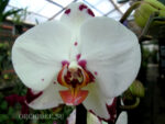 Phalaenopsis PH 106 Rousseau