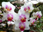 Phalaenopsis PHM 047 Brother Pico Sweetheart