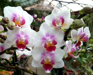 Phalaenopsis PHM 047 Brother Pico Sweetheart