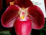 Paphiopedilum bellatulum x micranthum