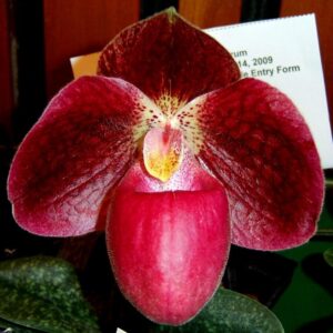 Paphiopedilum bellatulum x micranthum