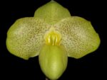 Paphiopedilum Wossner Bellarmi (bellatulum x armeniacum)