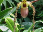 Paphiopedilum Landmark (glaucophyllum x sanderianum)