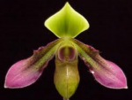 Paphiopedilum hookerae