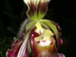 Paphiopedilum sangii
