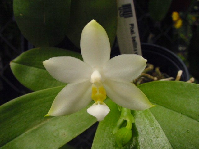 Phalaenopsis bellina var alba x Phalaenopsis bellina var alba