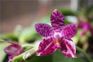 Phalaenopsis gigantea x Phalaenopsis violacea
