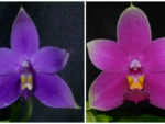 Phalaenopsis 'Joys' x Phalaenopsis violacea (Crystella HCC/AOS x Navy Blue AM/AOS)