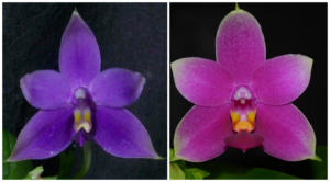 Phalaenopsis 'Joys' x Phalaenopsis violacea (Crystella HCC/AOS x Navy Blue AM/AOS)