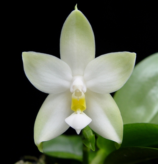 Phalaenopsis violacea alba x sib