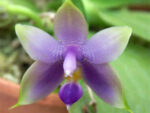 Phalaenopsis violacea var.coerulea N4 x Phalaenopsis violacea var.coerulea N6