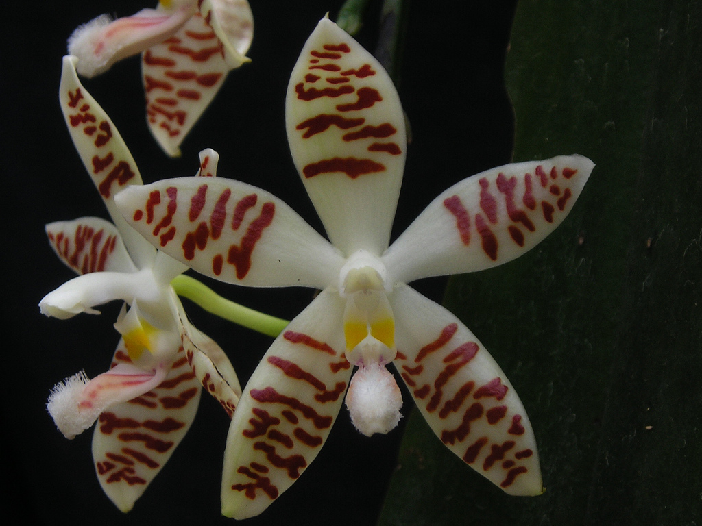 Phalaenopsis sumatrana "Big Flower" x Phalaenopsis sumatrana "Selection"