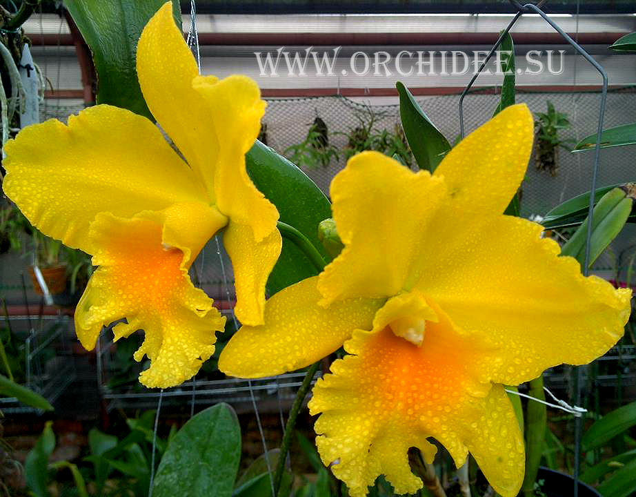 Potinara Haw Yuan Gold (Potinara Lemon Tree x Brassolaeliocattleya Tassie Barbero)