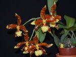 Rossioglossum splendens x Rawdon Jester