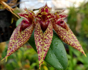 Bulbophyllum sp 01