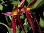 Bulbophyllum nymphopolitanum