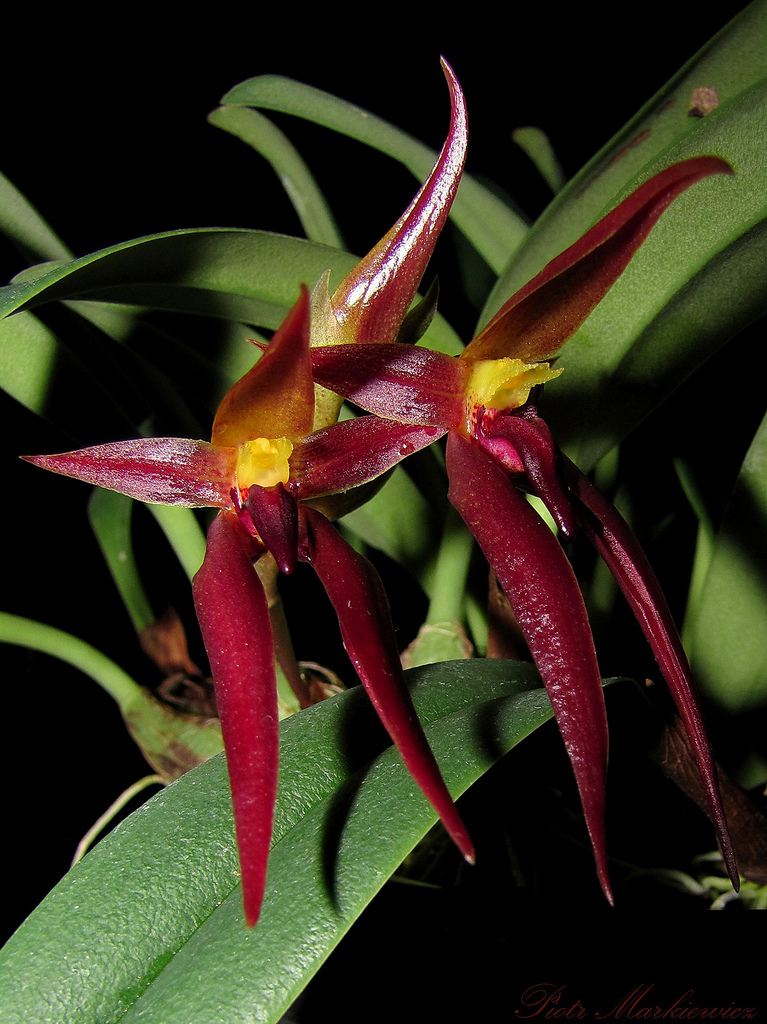 Bulbophyllum nymphopolitanum