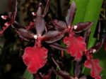 Colmanara Massai Red