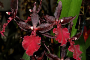 Colmanara Massai Red