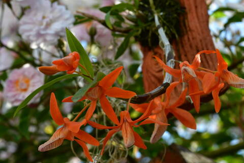 Dendrobium dickasonii (Dendrobium seidenfadenii)