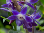 Dendrobium victoria reginae