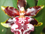 Odontocidium Wildcat