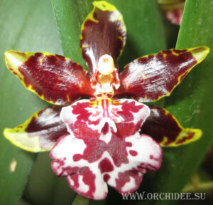 Odontocidium Wildcat