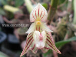 Bulbophyllum ambrosia