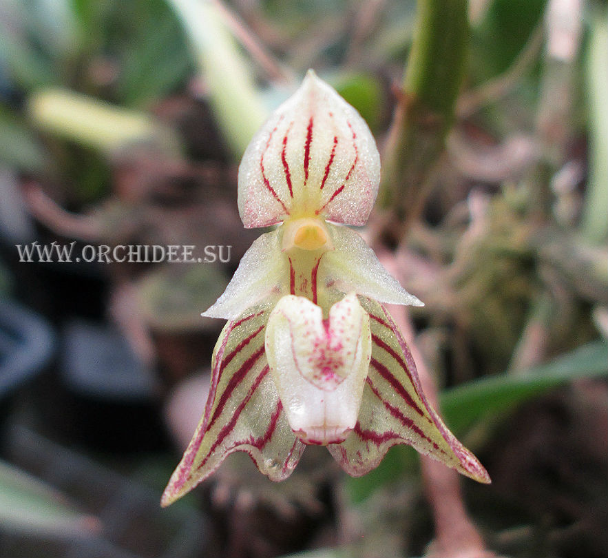 Bulbophyllum ambrosia