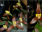 Lycaste lasioglossa