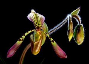 Paphiopedilum haynaldianum x sanderianum