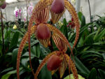 Paphiopedilum Prince Edward Of York (rothschildianum x sanderianum)