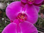 Phalaenopsis PH 021
