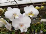 Phalaenopsis PH 047/1 Tropic Iceman Big Lip