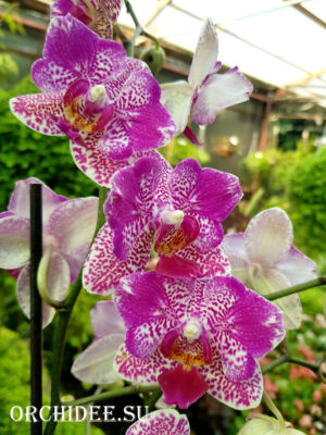 Phalaenopsis PH 070 peloric