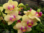 Phalaenopsis PHM 010